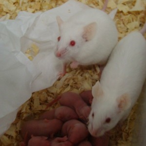 Uso de animais em laboratório