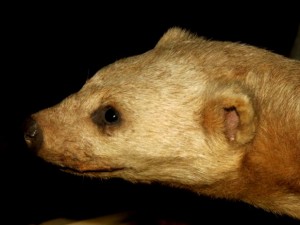Irara Mamifero da fauna paranaense