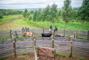 Área do NITA na Fazenda Canguiri (fotos Arquivo/ACS)