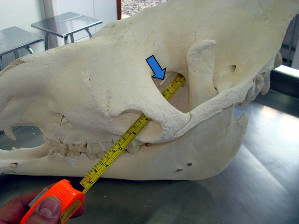 Espinha óptica do osso esfenoide em um dromedário