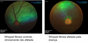 Exames da retina dos animais (fotos HV-UFPR)