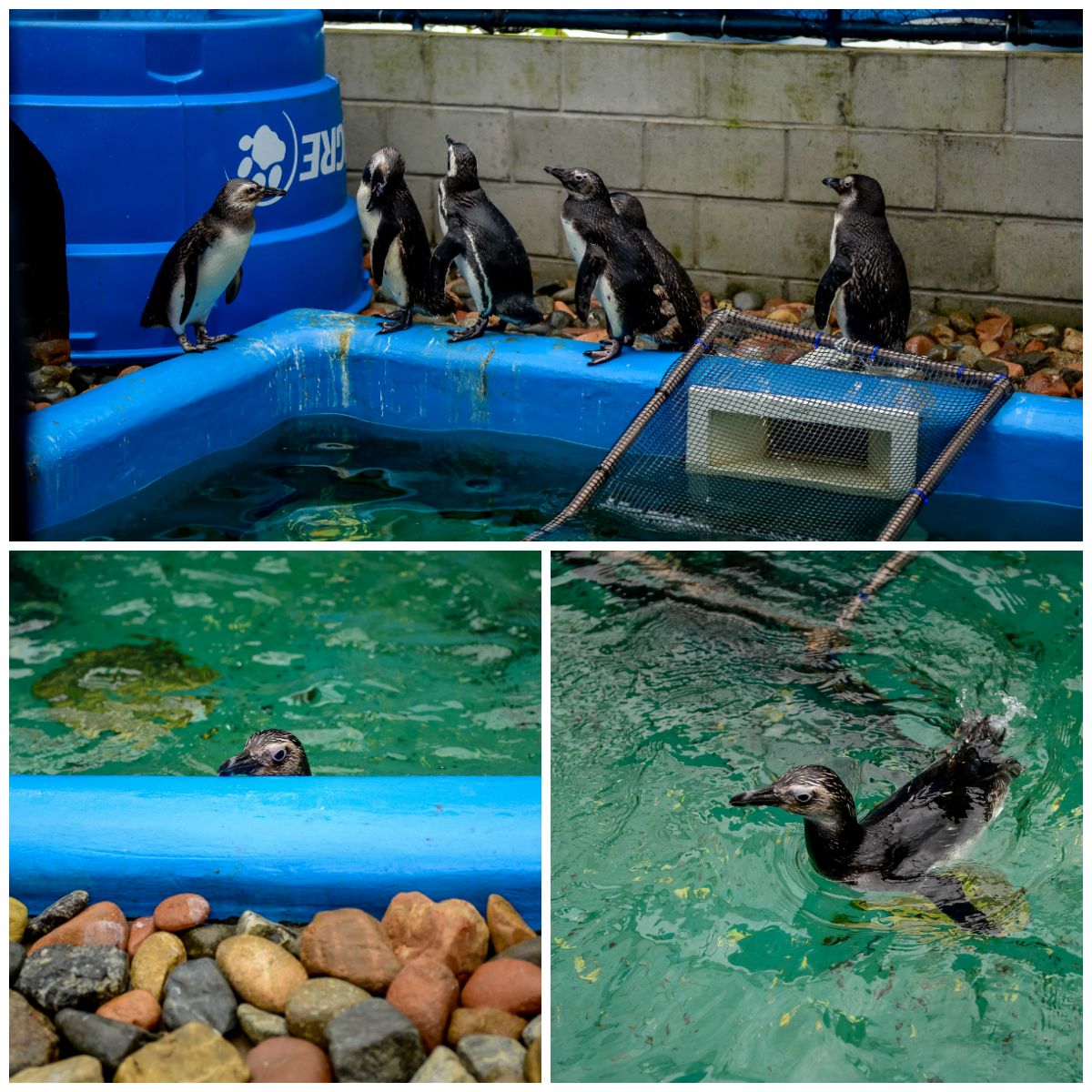 Pinguins encontrados no Litoral do RS passam por tratamento em universidade  de Rio Grande, Rio Grande do Sul