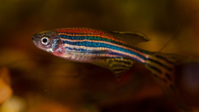 Papel do peixe-zebra (Danio rerio) como organismo-modelo e manejo da espécie serão tema de minicurso gratuito. da UFPR Foto: Peter Kuznetsov/Pixabay