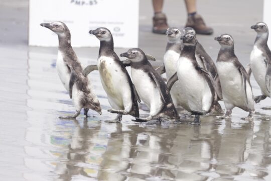 Pinguins encontrados no Litoral do RS passam por tratamento em universidade  de Rio Grande, Rio Grande do Sul