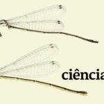 Libelinha Cyanallagma demoiselle. Foto: Labsia UFPR/Acervo