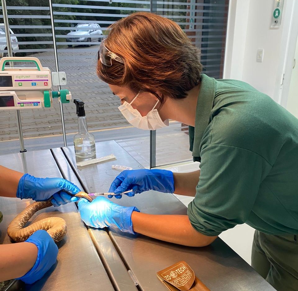 Atendimento de animal silvestre (foto divulgação Klabin)