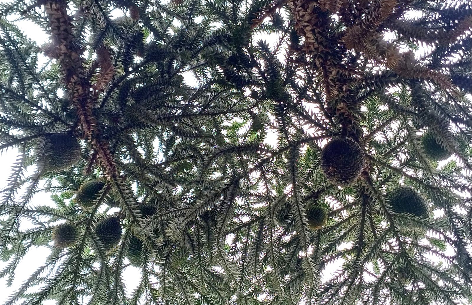 Pinhas na araucária enxertada (foto Valdeci Constantino)