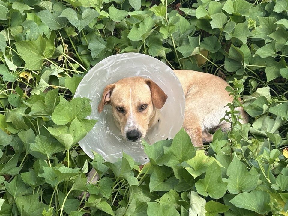 Adore UFPR (foto arquivo divulgação)